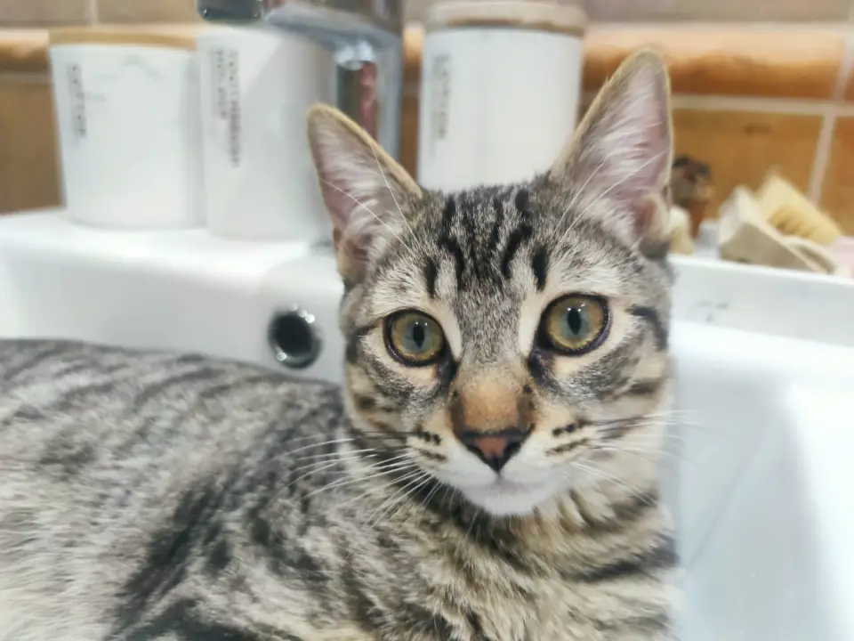 Foto de Bagheera