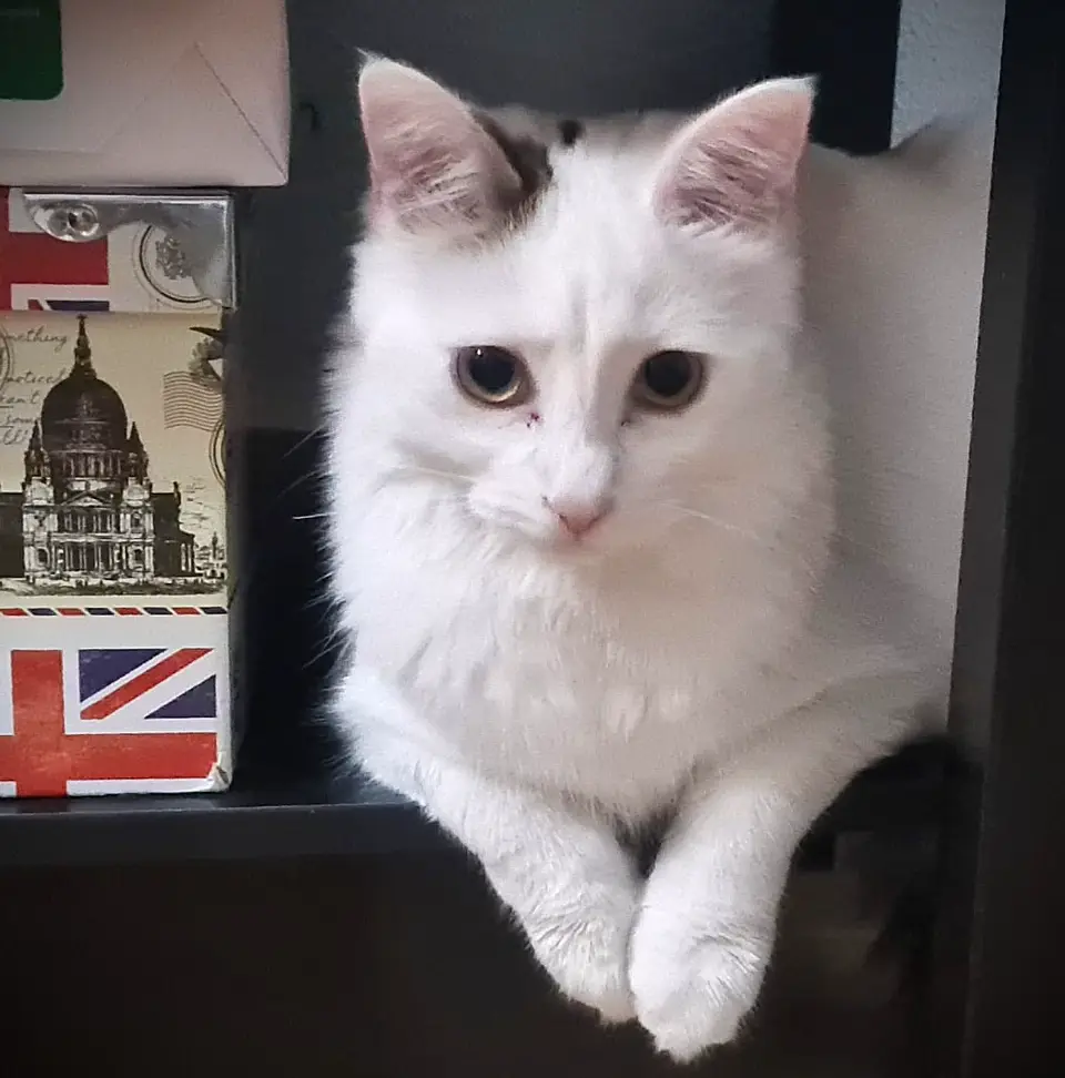 Foto de Blanquita
