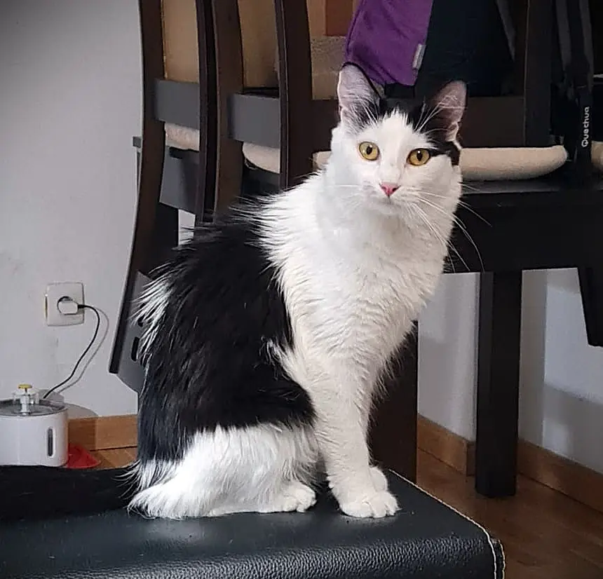 Foto de Noa