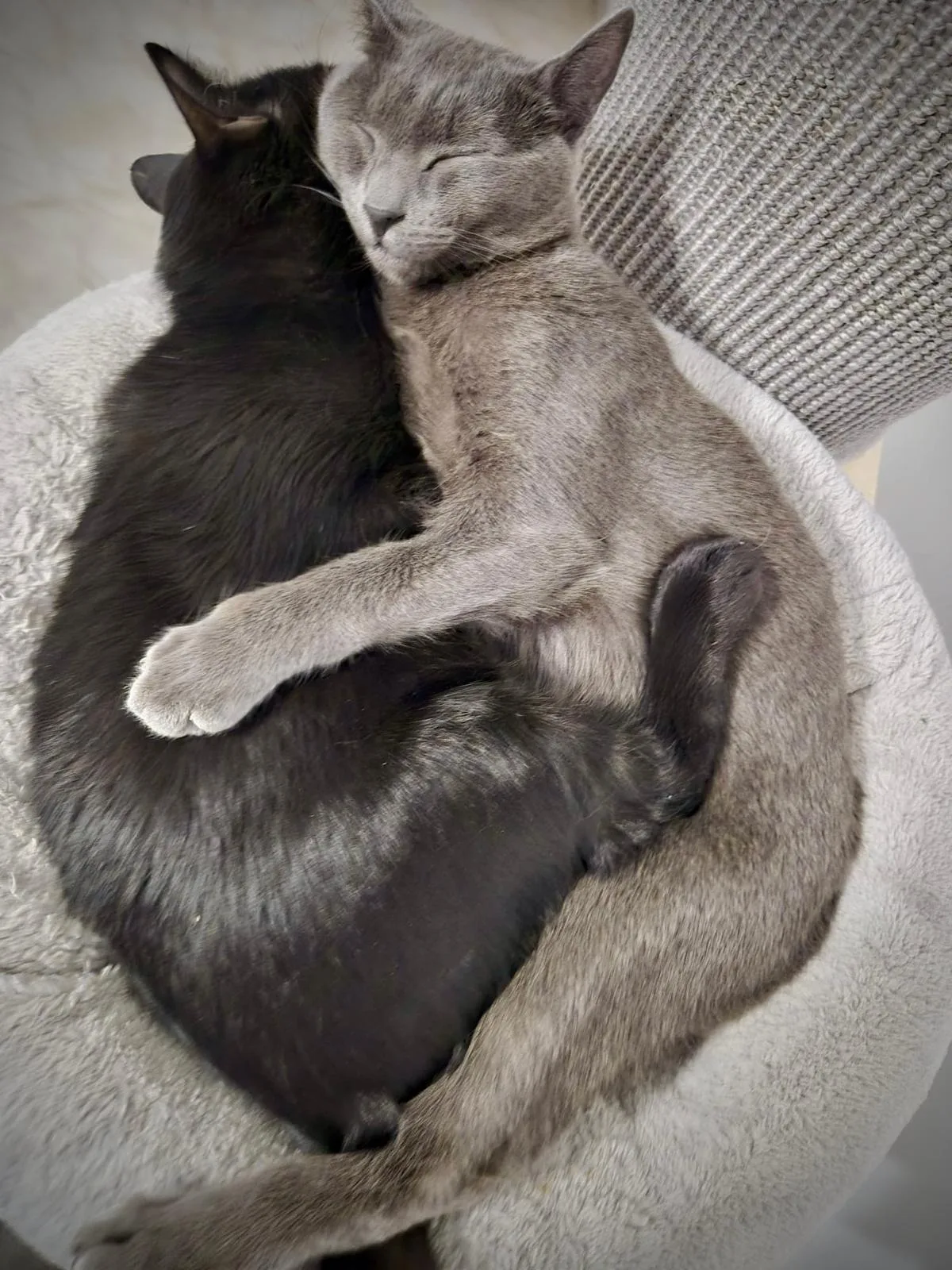 Foto 2 de Orio y Blue