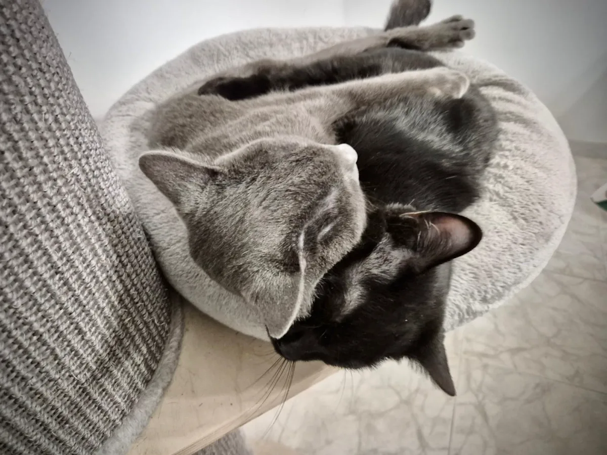 Foto 4 de Orio y Blue