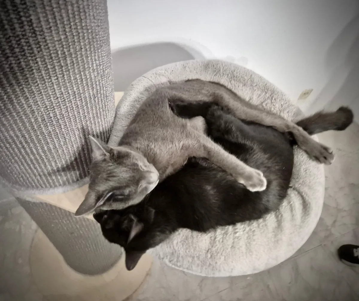 Foto 5 de Orio y Blue